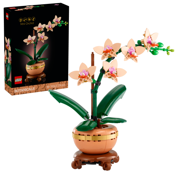 Mini-Orchidee