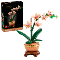 Mini-Orchidee